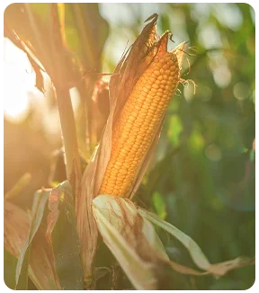 Produtos Milho Br Mill